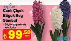 CANLI ÇİÇEK BÜYÜK BOY SÜMBÜL CANLI ÇİÇEK BÜYÜK BOY SÜMBÜL